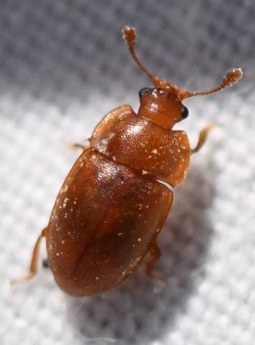 Réf. 338 585 : Epuraea sp.